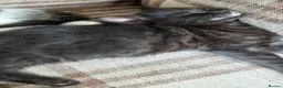 Mixed Breed cats for sale: Kittens for sale - Advert 3