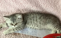 Exotic cats for sale: Beautiful exotic kittens  - Image 3
