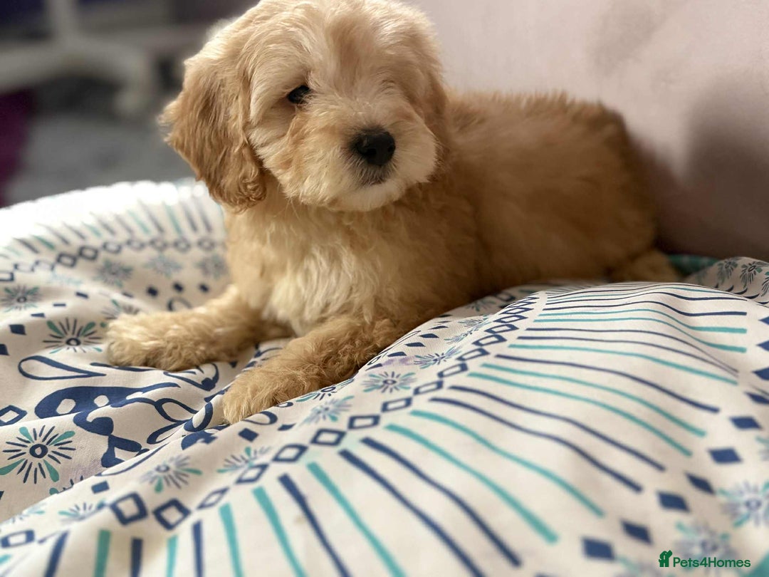 Cockapoo dogs for sale: Outstanding puppies  - Image 14