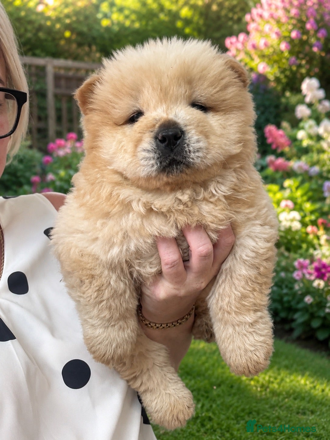 Chow Chow dogs Chow chow puppies - Advert 1