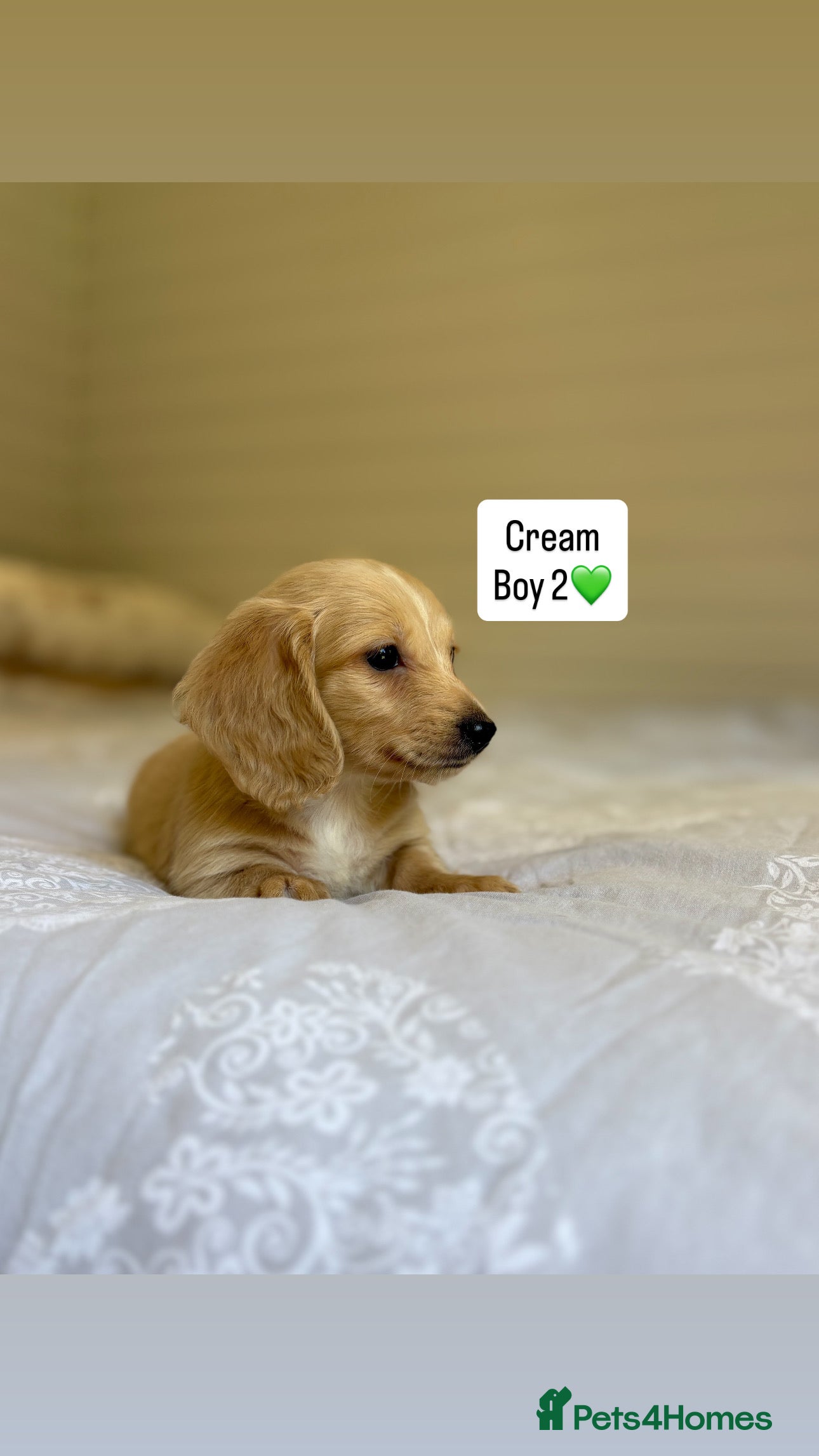 Miniature Dachshund dogs KC MINIATURE LONG HAIRED DACHSHUNDS💛 - Advert 2