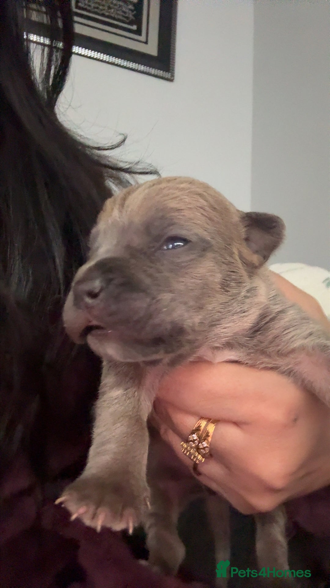 Cane Corso dogs for sale: Cane corso puppies, beautiful litter. - Advert 5