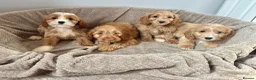Cockapoo dogs for sale: Cockapoo Puppies Ready Now - Advert 3