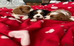 Cavalier King Charles Spaniel dogs for sale: Cavalier King Charles Spaniel! - Image 6