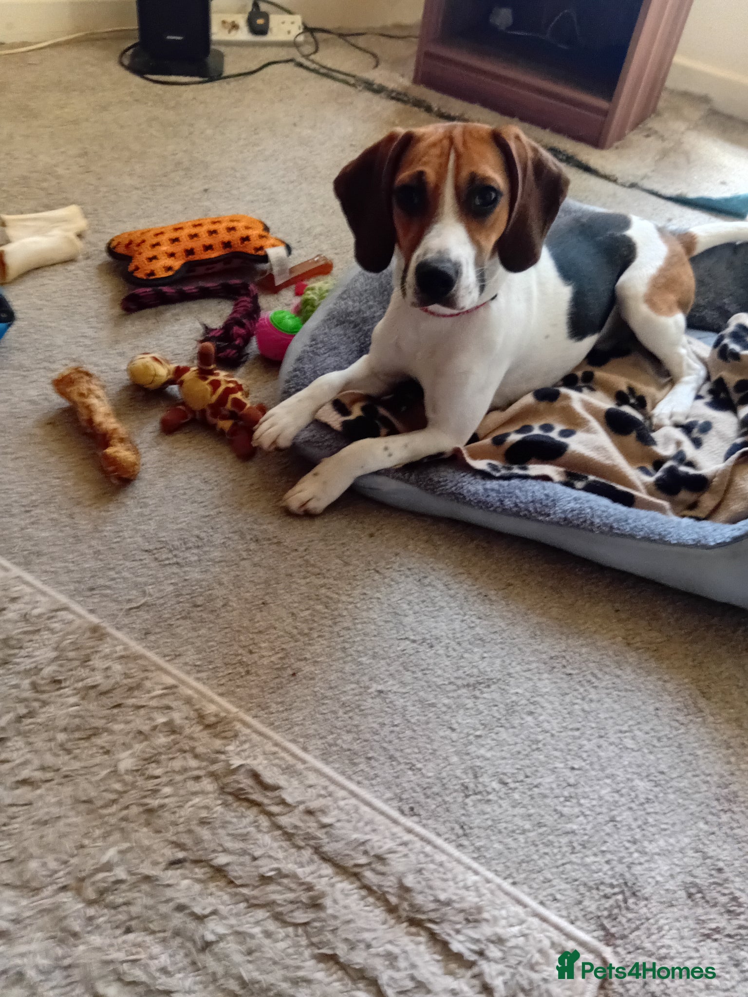 Beagle dogs Dolly female beagle  - Advert 1