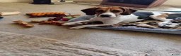 Beagle dogs for sale: Dolly female beagle  - Advert 1