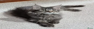 Brown tabby male 