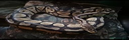 Python Snake reptiles for sale: Female royal python and full setup - Advert 4
