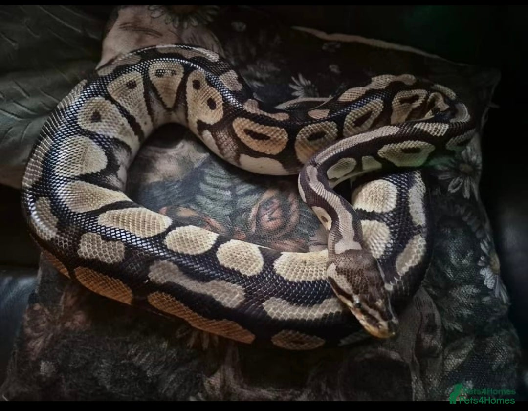 Python Snake reptiles for sale: Female royal python and full setup - Advert 4