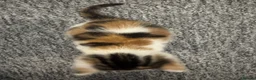 Mixed Breed cats for sale: 2 girl kittens for sale - Advert 5