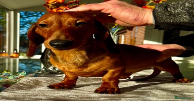 Miniature Dachshund dogs Archie: The Puppy Who Survived a Breeder’s Hell - Advert 5