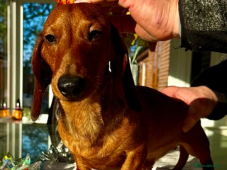 Miniature Dachshund dogs Archie: The Puppy Who Survived a Breeder’s Hell - Advert 9