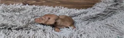 Miniature Dachshund dogs for sale: Mini Dachshund Puppies KC Ready start of March 🐾 - Advert 18