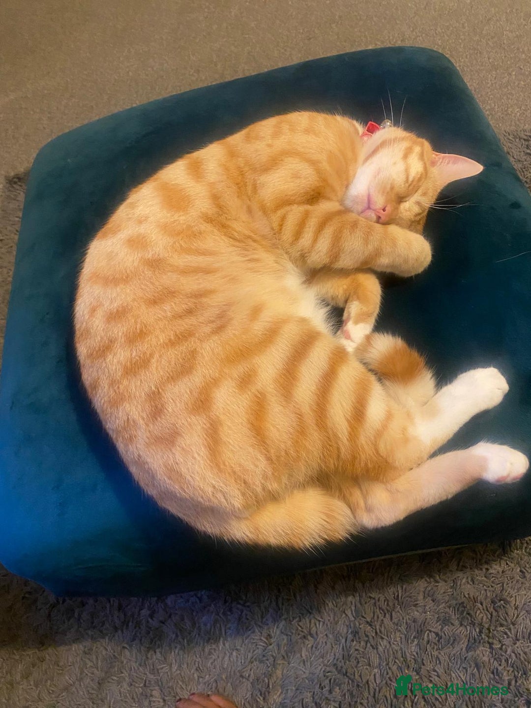 Mixed Breed cats for sale: 🐱 Playful & Loving Ginger Cat – 2 Years - Image 1