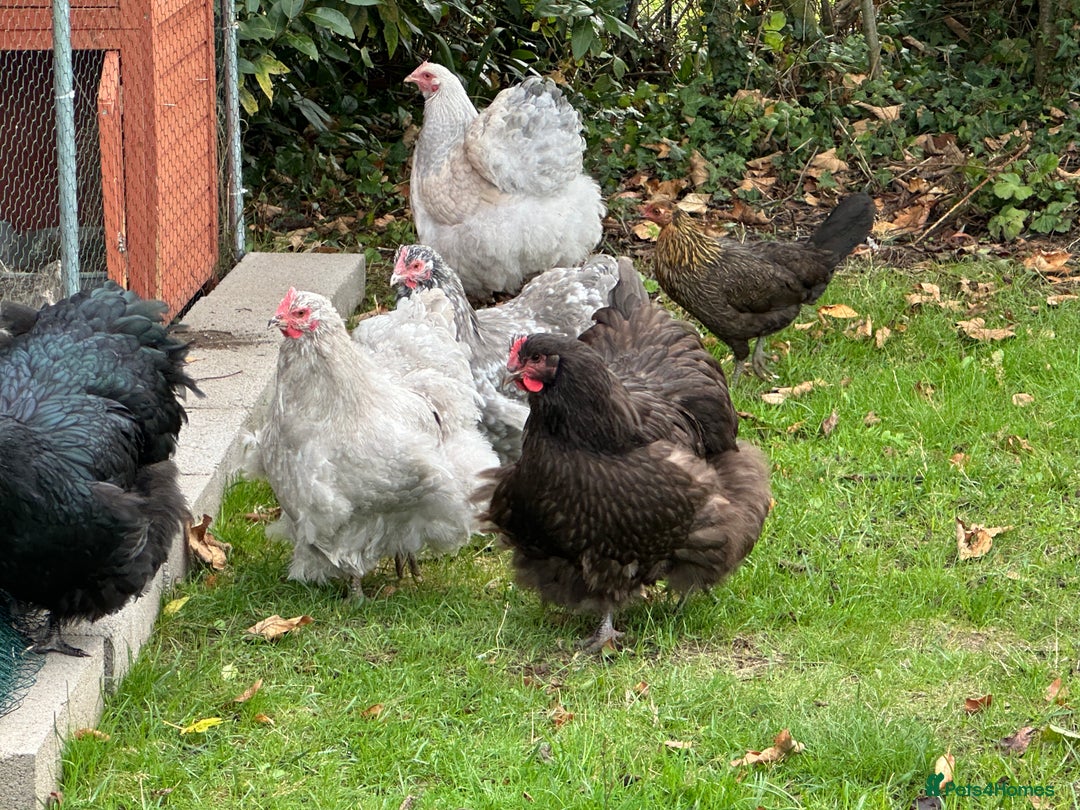 Chickens poultry for sale: Orpington chickens available  - Image 8