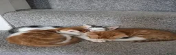 Mixed Breed cats for sale: 🐾 Beautiful Kittens Looking for Loving Homes in Basingstoke - Advert 9