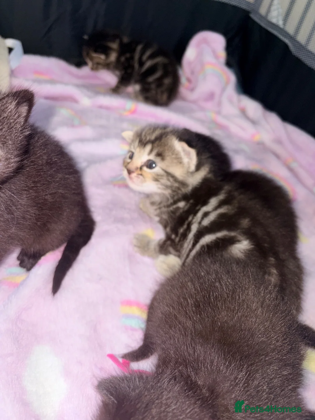 British Shorthair cats for sale: Bsh x ragdoll kittens - Advert 1