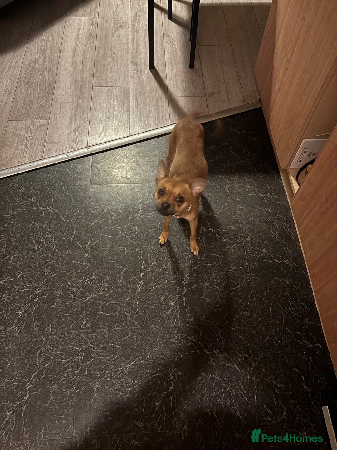 Mixed Breed dogs for sale: Chihuahua cross - Advert 4