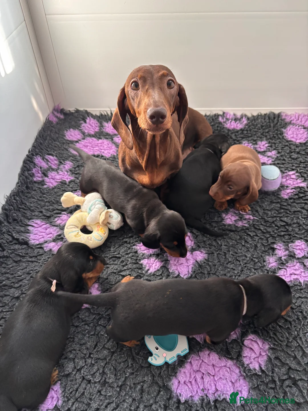 Miniature Dachshund dogs for sale: ONE BOY AVAILABLE FROM LICENCED HOME BREEDER  - Advert 2