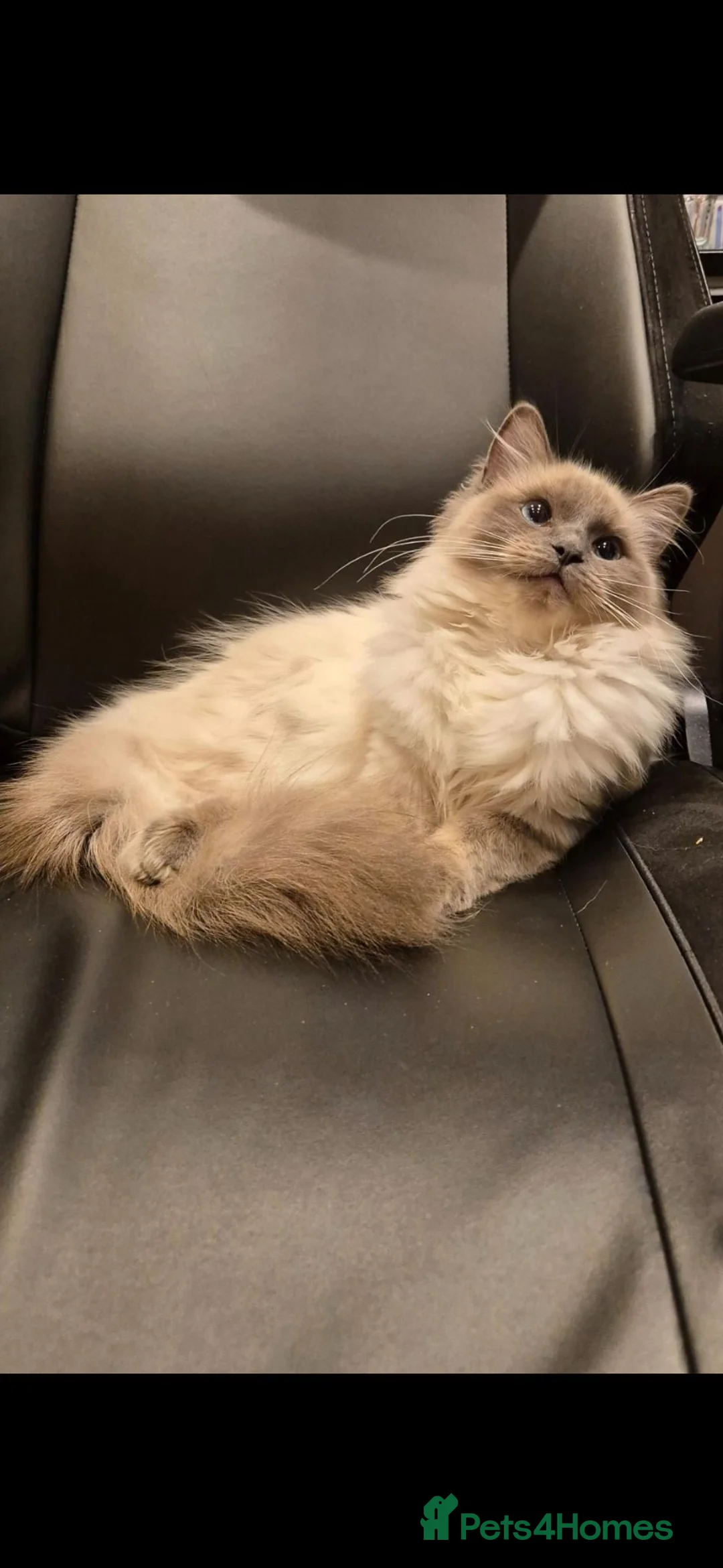 Ragdoll cats for sale: Ragdoll X Kitten - affectionate lapcat in Glasgow - Advert 9