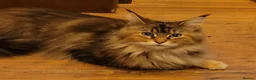 Maine Coon cats for sale: 5 georgous fluffy maincoon kittens for sale - Advert 7