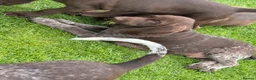 German Shorthaired Pointer dogs for sale: German Shorthaired Pointer Puppies  - Advert 15
