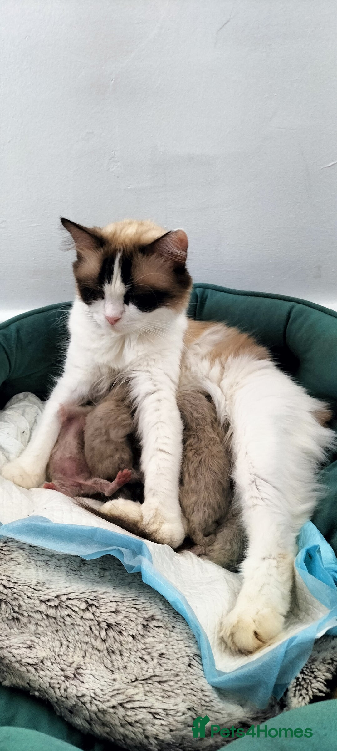 Ragdoll cats for sale: Gorgeous Ragdoll kittens  - Image 9