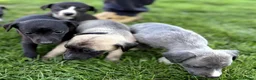 Whippet dogs for sale: Stunning Whippet Puppies for Sale in Dereham - Advert 5