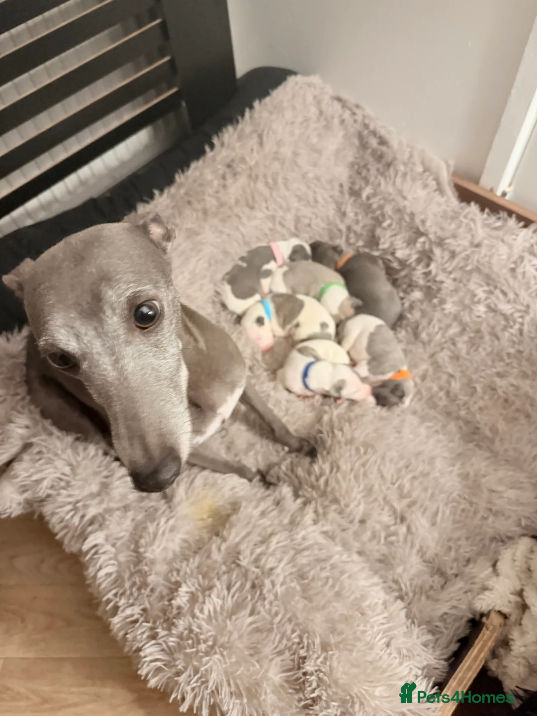 Whippet dogs for sale: Beautiful litter of pedigree whippets  - Advert 9