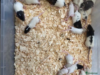 Rat rodents - Advert 12