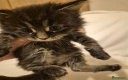 Maine Coon cats for sale: 5 week old Pure Bred Maine Coons for sale. - Image 6