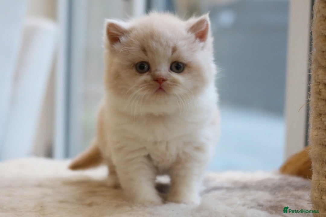 British Shorthair cats for sale: British Shorthair Kittens - Reg & Licensed  - Advert 5