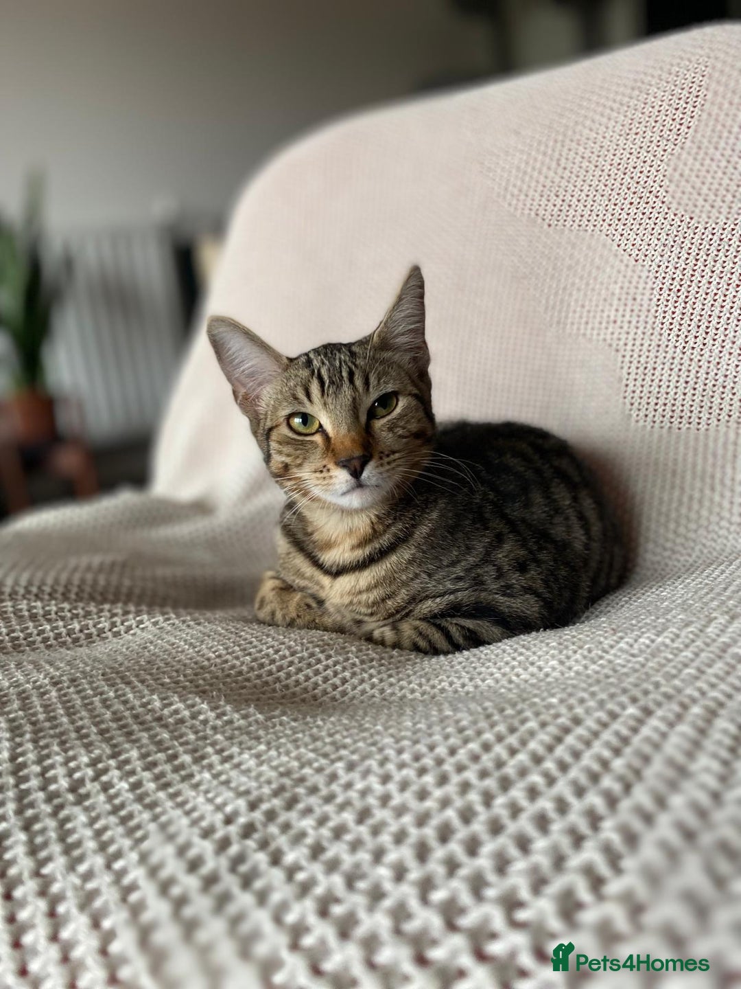 Mixed Breed cats for sale: Little Cairo looking for new home - Advert 3