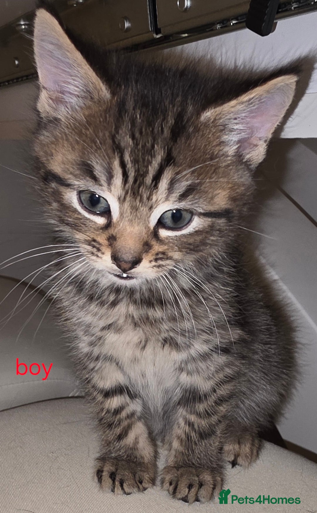 Mixed Breed cats for sale: Kittens - Advert 2