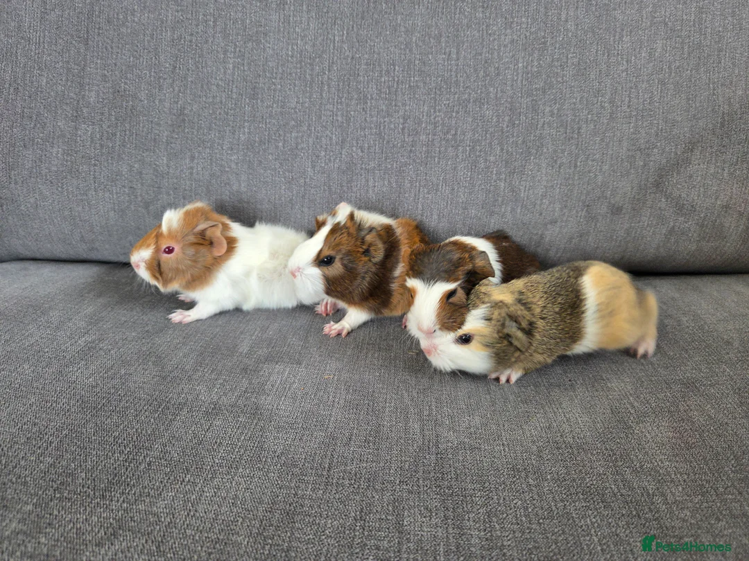 Guinea Pig rodents for sale: Baby guinea pigs for sale - Advert 9