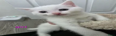 Mixed Breed Kitten 4