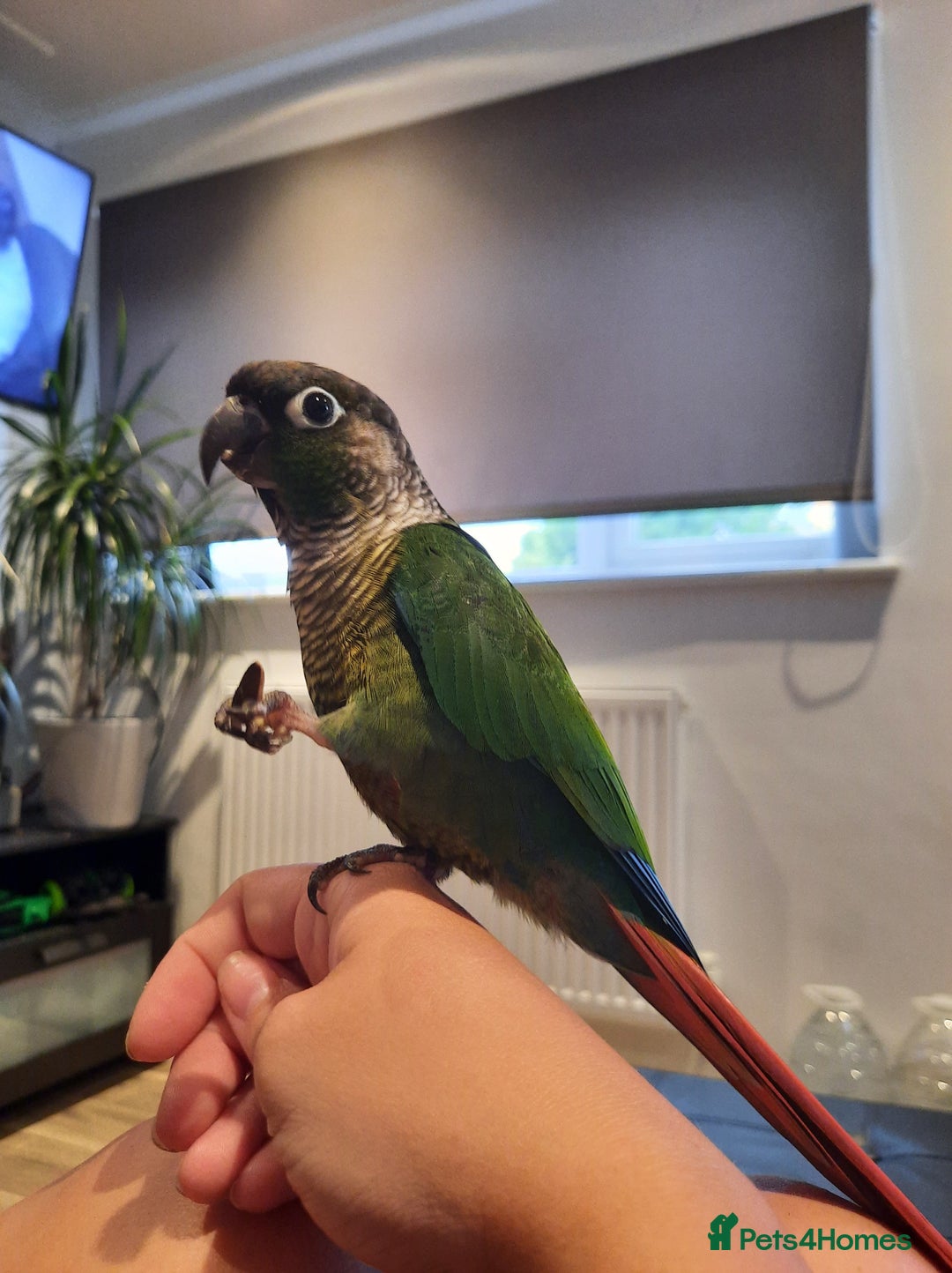 Conures birds for sale: Kiwi and Rico  - Image 4