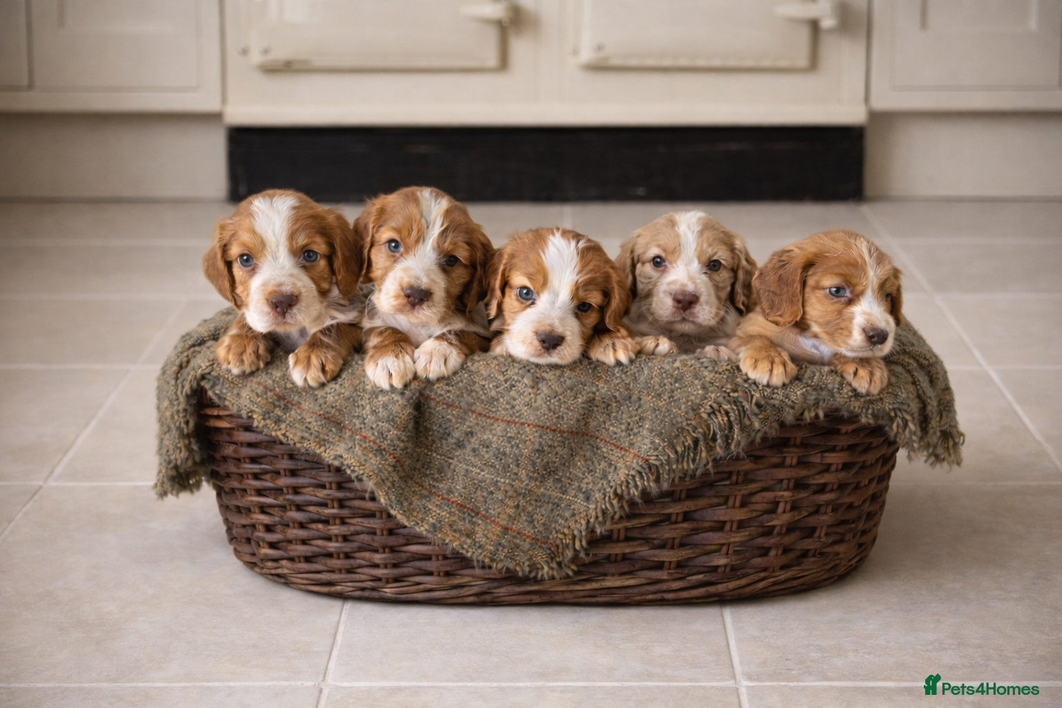 Cocker Spaniel dogs Gorgeous cocker spaniel puppies  - Advert 2