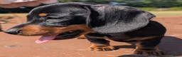 Miniature Dachshund dogs for sale: Quality KC/ PRA clear Miniature Dachshund Puppies  - Advert 4