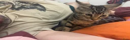 Mixed Breed cats for sale: Extremely Affectionate Bengal Mix Girl 🩷 - Advert 11