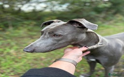 Mixed Breed dogs for sale: Handsome grey Lurcher 9 month old   - Image 15