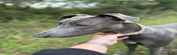 Mixed Breed dogs for sale: Handsome grey Lurcher 9 month old   - Advert 15