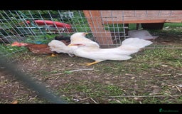 Chickens poultry for sale: Serama pullets and cockeral  - Image 2