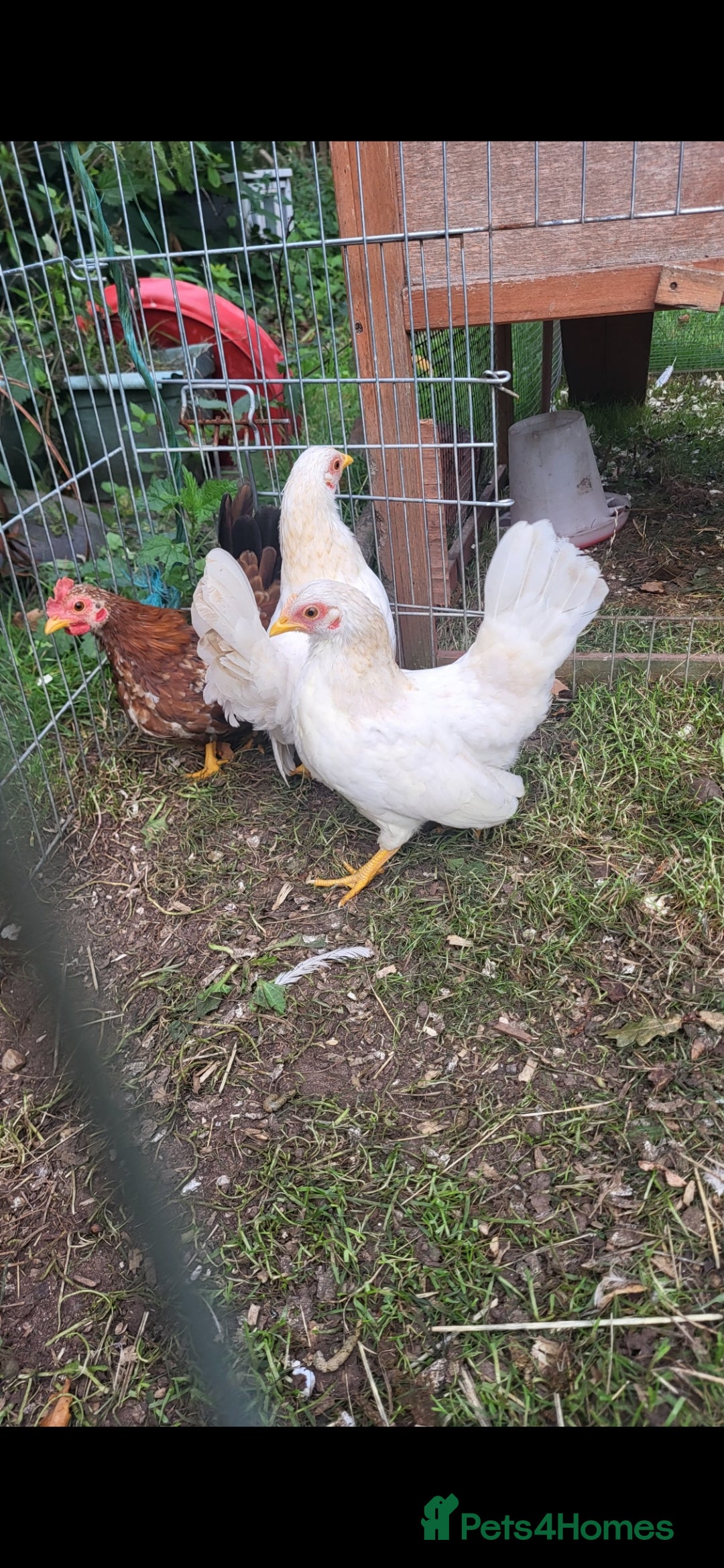 Chickens poultry for sale: Serama pullets and cockeral  - Image 2