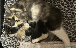 Mixed Breed cats for sale: Ready now - Beautiful fluffy boy  - Image 7