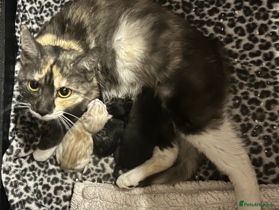 Mixed Breed cats for sale: Ready now - Beautiful fluffy boy  - Image 7