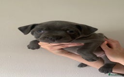 Staffordshire Bull Terrier dogs for sale: Staffordshire bull terrier puppies | blue staff - Image 22