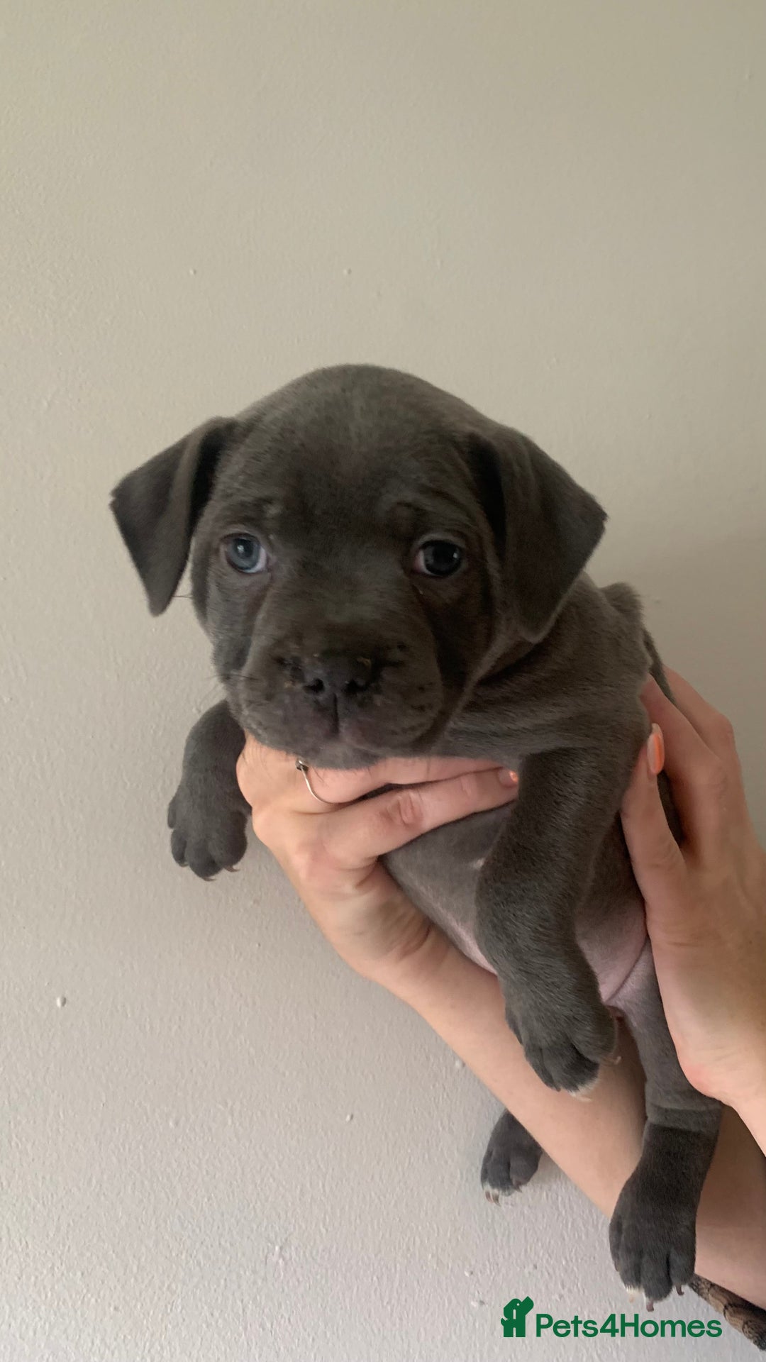 Staffordshire Bull Terrier dogs for sale: Staffordshire bull terrier puppies | blue staff - Image 22