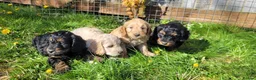 Cockapoo dogs for sale: F1 Cockerpoo Puppies  - Advert 7