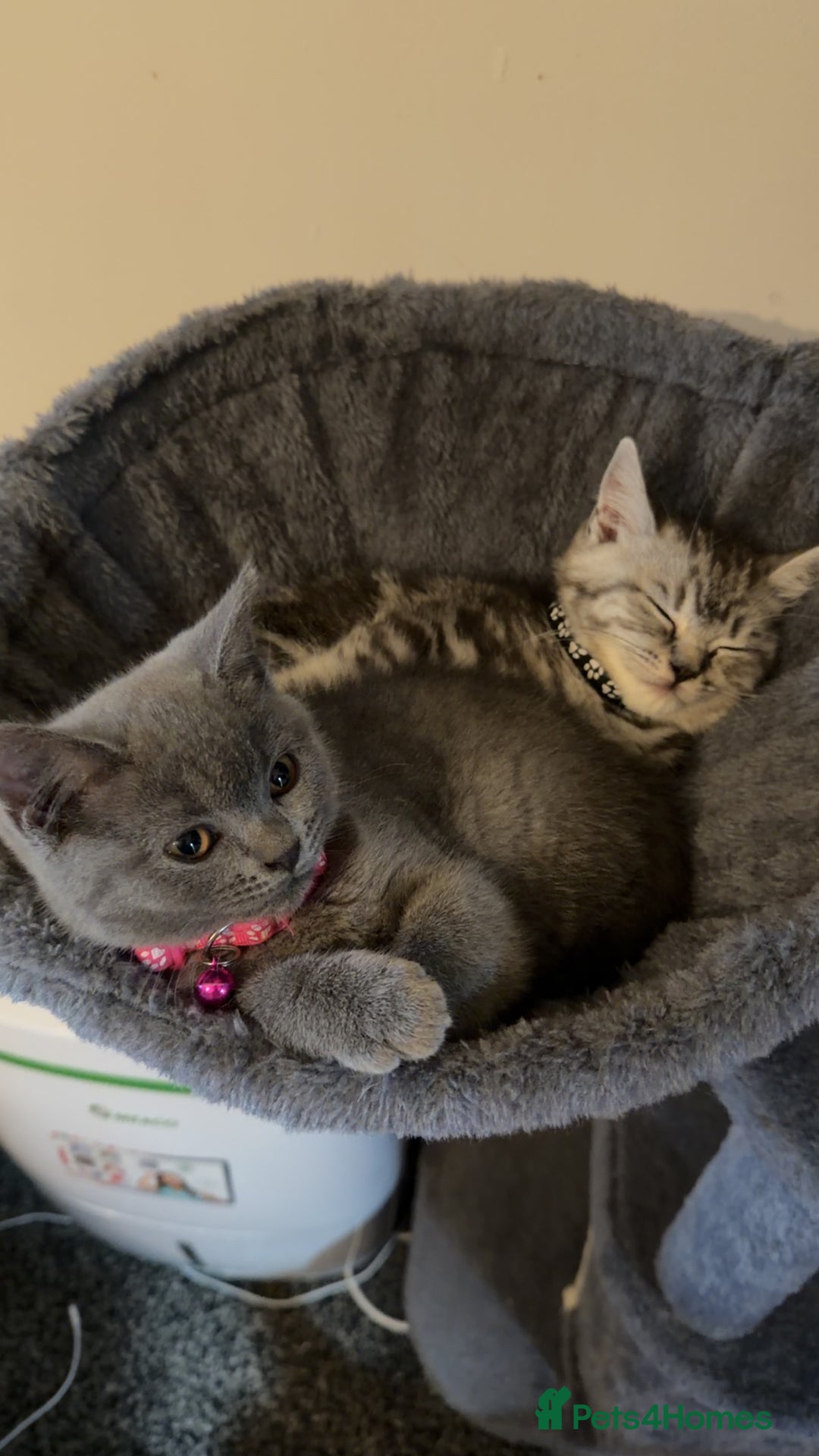 British Shorthair cats for sale: British short hair  - Advert 7